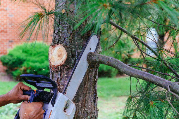 Professional Tree Service in Dentsville, SC